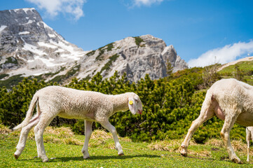Naklejka premium Cute lamb following her mother on mountain meadow.