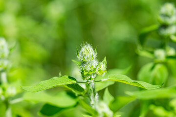 Hairy Wood Mint in Summer