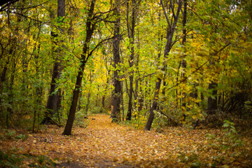 deep in the forest. thicket. green forest in siberia