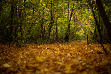 deep in the forest. thicket. green forest in siberia