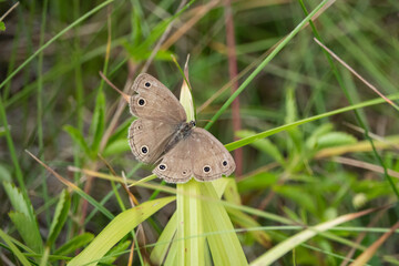 Little Wood Satyr Butterfly in Summer