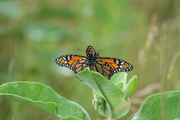 Monarch Butterflies Mating in Summer