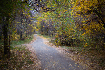 deep in the forest. thicket. green forest in siberia