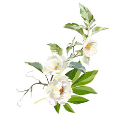 Fototapeta premium blooming branch of white peonies
