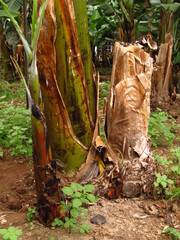 Drzewa Bananowe po ścięciu na plantacji bananowców na Maderze, Porugalia