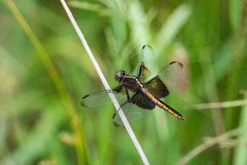 Widow Skimmer Dragonfly in Summer