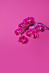 Fototapeta na wymiar Beautiful pink orchid flowers over bright background with copy space. Greetings card. Happy woman's day.Vertical image.