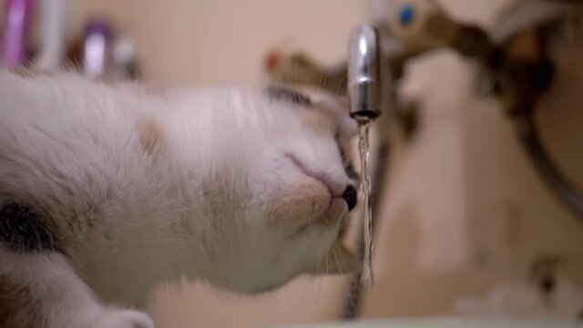 Curious Multicolored Domestic Cat Examines Running Water from Bathroom Faucet