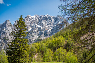 Sheer mountain wall raising above spring pine forest.