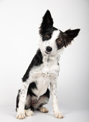 Adorable healthy and happy black and white Border Collie puppy portrait on the white background.
