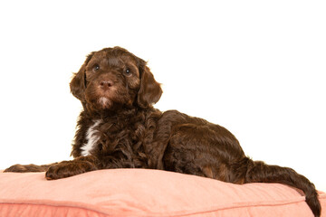 Cute brown labradoodle puppy lying down on a cushion looking up isolated on a white background