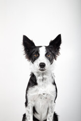 Beautiful border collie puppy looking at camera on white background. Vertical image