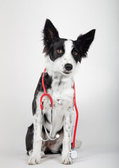 Border collie puppy holds a stethoscope around his neck