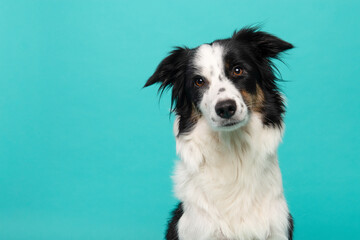 Portrait of border collie looking at the camera on a turquoise blue background
