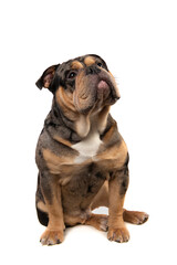 Old english bulldog dog sitting and looking up isolated on a white background