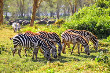 Fototapeta na wymiar Plains zebras