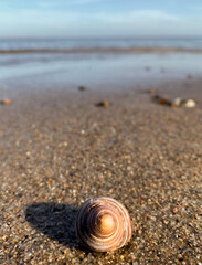 shell on the beach