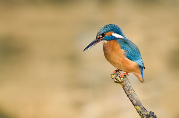 European kingfisher resting on a branch waiting for a fish to catch