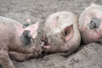 Three free range pig lying in the sand enjoying themselves