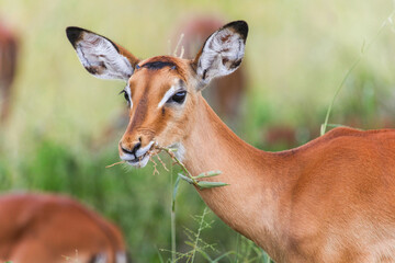 Impala