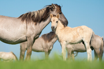 Mare and young foal konik horse on a sunny with with blue sky and sunshine