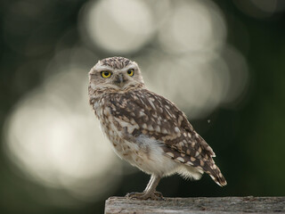 Burrowing owl seen from the side on a natural green background with bokeh