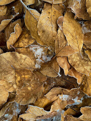 autumn leaves on the ground