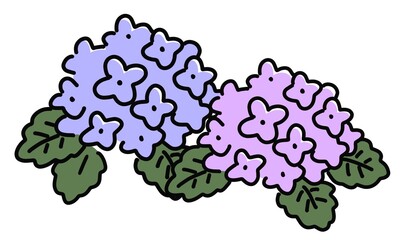 紫陽花　あじさい