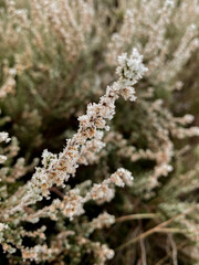 close up of calluna branches