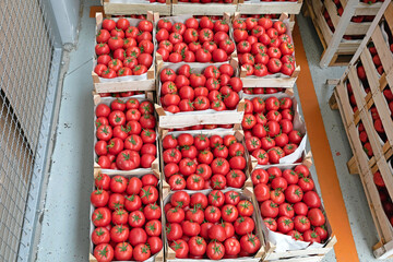 Italian Tomato Crates