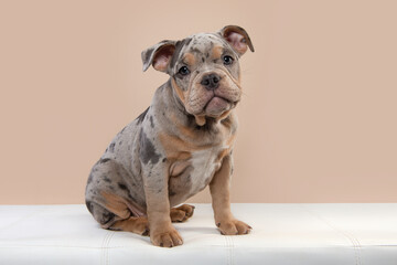 Cute old english bulldog puppy sitting on a sofa looking at the camera on a cream white background