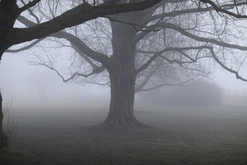 tree in fog