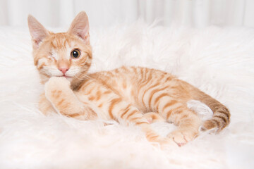 Young ginger orange tabby cat with one eye looking at camera
