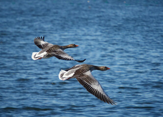 Fototapeta na wymiar UK - Herts - Geese flying in Wilstone Reservoir