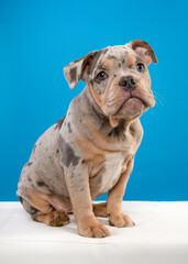 Cute old english bulldog puppy sitting on a sofa looking at the camera on a blue background