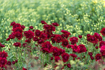 Floral background with a beautiful Burgundy chrysanthemums