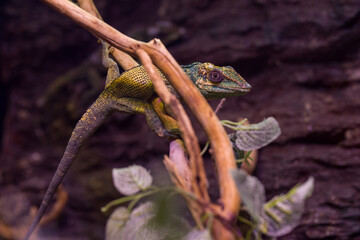 wild iguana in the zoo