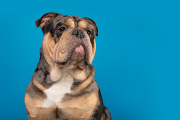 Obraz premium Portrait of a old english bulldog dog looking away on a blue background with space for copy