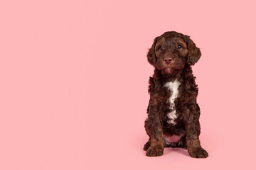 Cute brown labradoodle puppy on a pink background looking away with space for copy