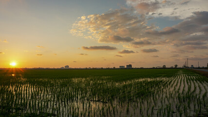 Fototapeta na wymiar Sunset over rice paddy field in Sekinchan, Selangor, Malaysia.