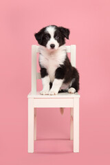 Cute border collie puppy sitting on a white wooden chair on a pink background looking at the camera
