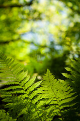 Green fresh fern leafs in a forest with trees in the background and a blue sky - obrazy, fototapety, plakaty