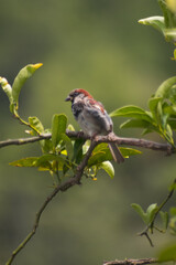 sparrow on a branch