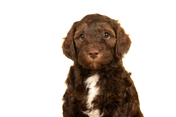 Portrait of a cute labradoodle puppy on a white background