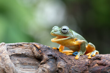Black-webbed tree frog on a leaf
