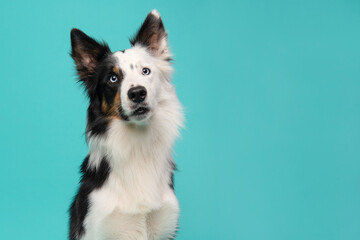 Portrait of a border collie dog on a blue background