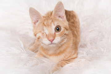 Cute one eyed visual handicapped orange ginger young cat looking at the camera lying on a white fur