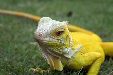 Yellow albino iguana on the grass

