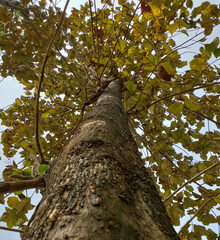 tree in the forest
