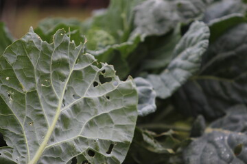 garden green cabbage